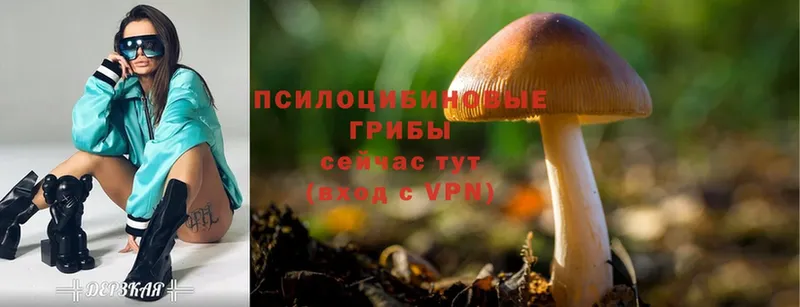 omg маркетплейс  Черкесск  Псилоцибиновые грибы Cubensis 